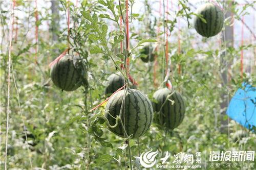 51吃瓜最新官网是多少,一网打尽娱乐圈最新动态！”