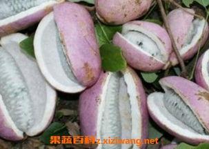 岑巩网红吃八月瓜